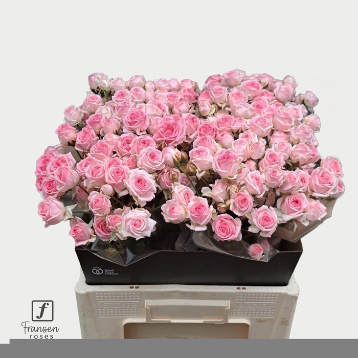 <h4>Rosa spray kate-lynn</h4>