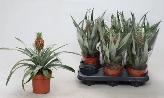 <h4>ANANAS ROSITA</h4>