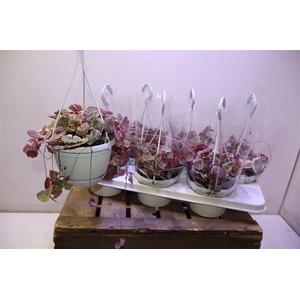 arr8 Saxi Stol Tricolor