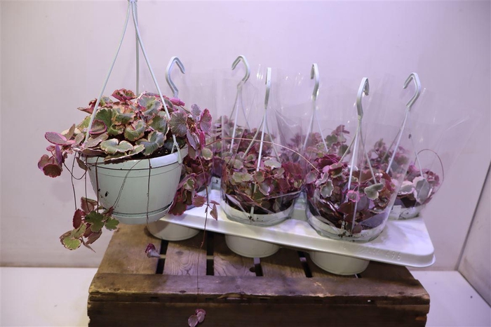 <h4>arr8 Saxi Stol Tricolor</h4>