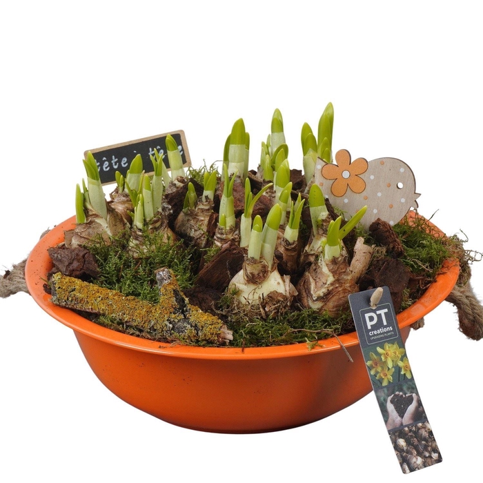 <h4>Arr. Narcissus Tete Tete L%</h4>