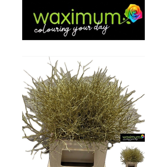 <h4>Vacc Klb H%</h4>