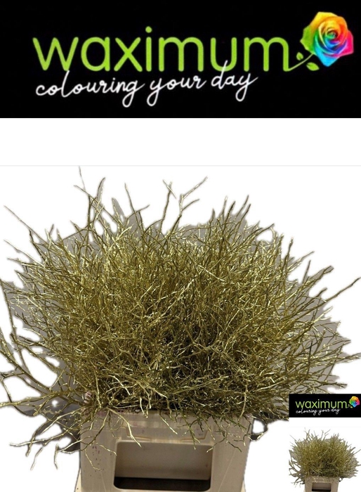 <h4>VACC KLB H%</h4>