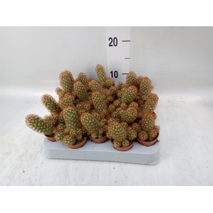 Mammillaria