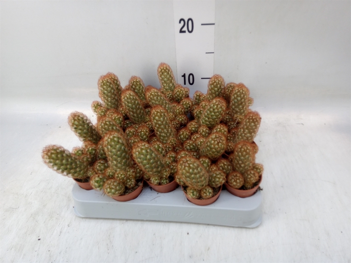 <h4>Mammillaria</h4>