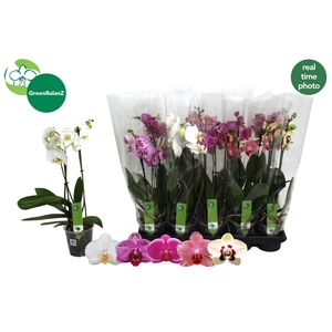 PHAL GEM 5 KL