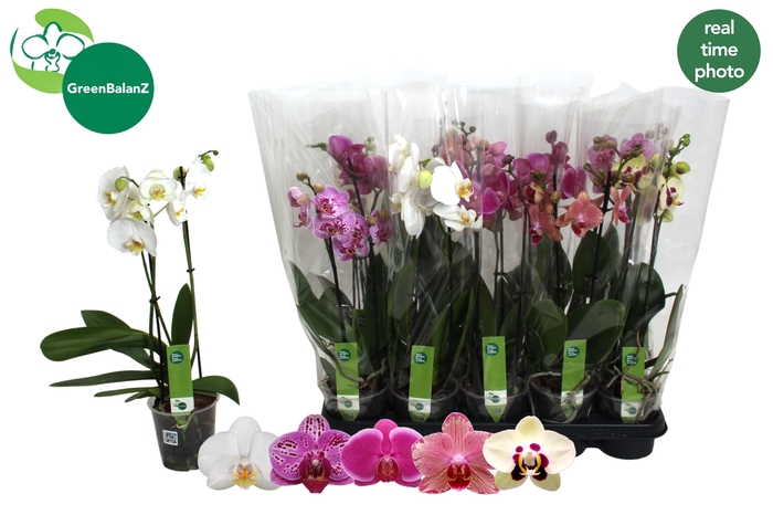 <h4>PHAL GEM 5 KL</h4>