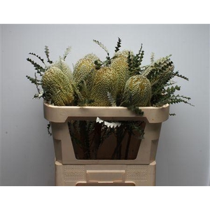 Banksia Speciosa