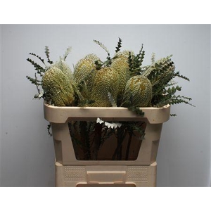Banksia Speciosa