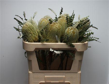 <h4>Banksia Speciosa</h4>
