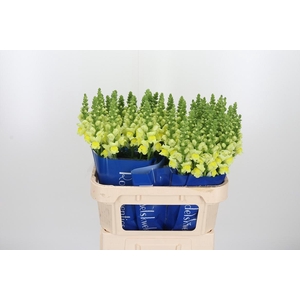 Antirrhinum Po Yellow