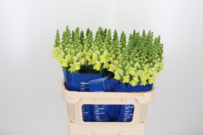 <h4>Antirrhinum Po Yellow</h4>
