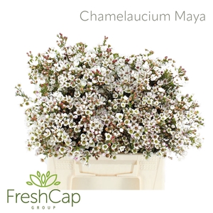 Chamelaucium Maya
