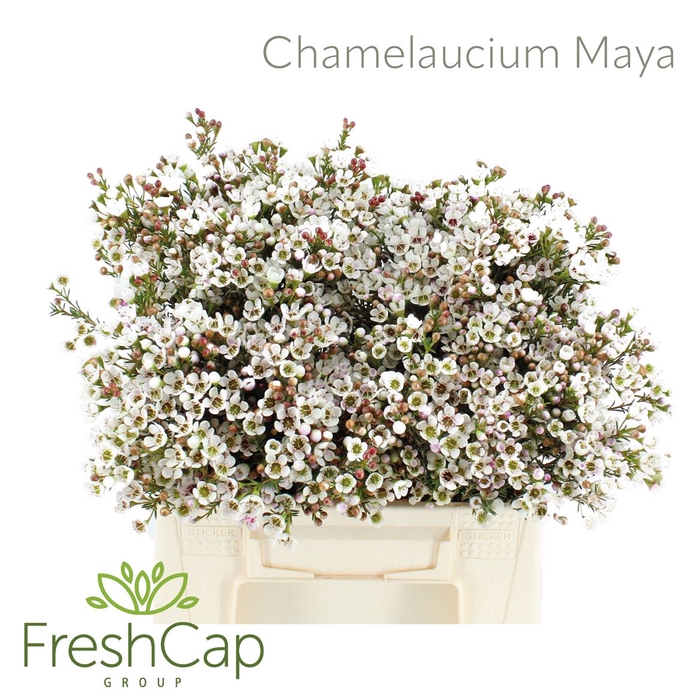 <h4>Chamelaucium Maya</h4>