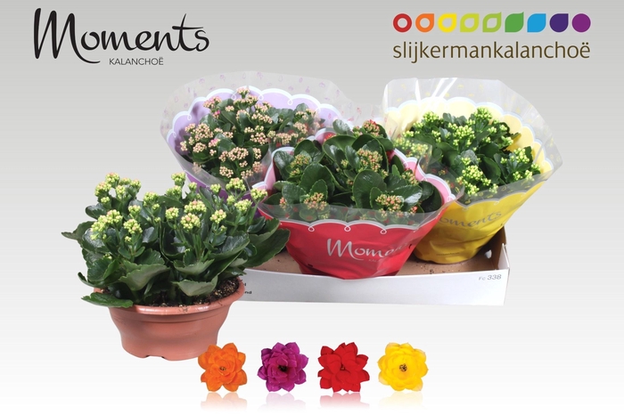 <h4>KAL GE GEM 4 KL</h4>