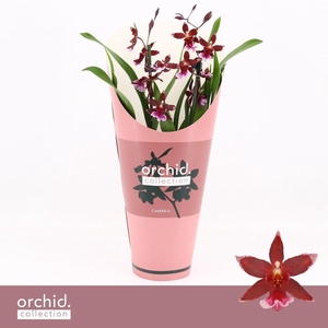 Barrocco Red, 2-spike Compact 'Orchid Collection' Potcover