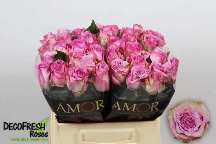 <h4>R Gr Rosemary</h4>