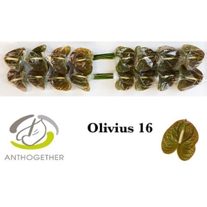 ANTH A OLIVIUS