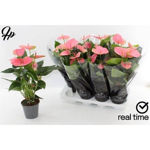 Anthurium Andreanum Sweet Dream 14Ø 45cm 5fl