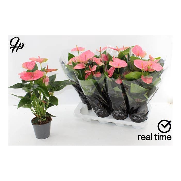 <h4>Anthurium Andreanum Sweet Dream 14Ø 45cm 5fl</h4>