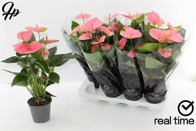 Anthurium Andreanum Sweet Dream 14Ø 45cm 5fl