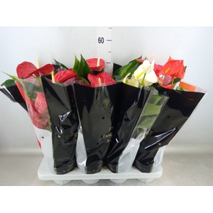 Anthurium   ...mix