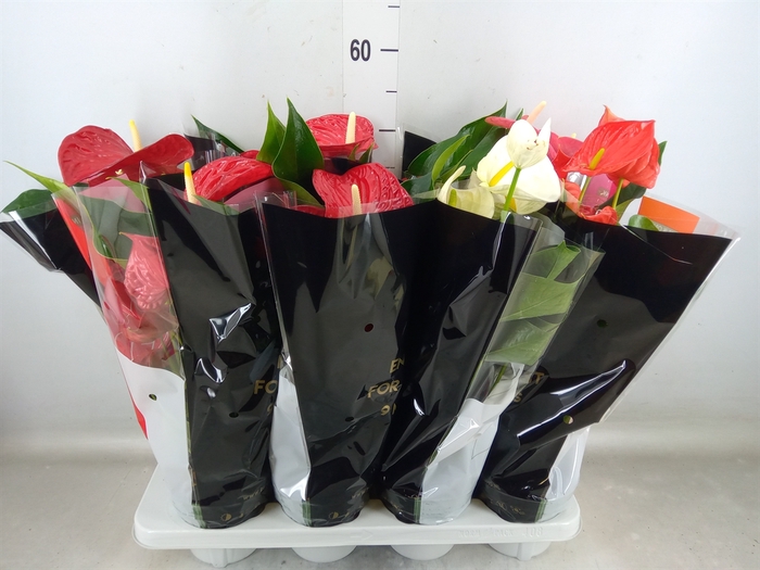 <h4>Anthurium   ...mix</h4>