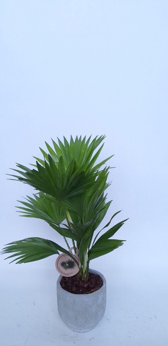 <h4>Livistona in Pot Dave cool grey D14</h4>
