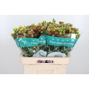 Eus G Rosan Terracot