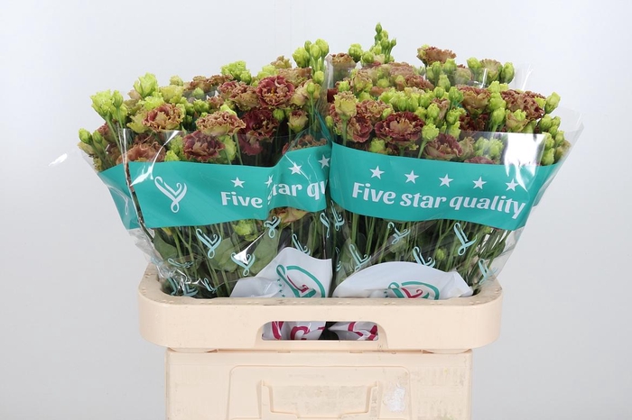 <h4>Eus G Rosan Terracot</h4>