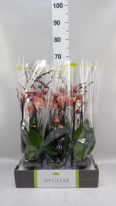 <h4>Phalaenopsis   ...orange</h4>