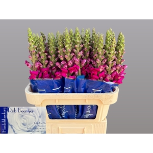 Antir Toulon Purple Beentjes
