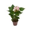 ANTHURIUM PRINCE AMALIA ELEGANCE P15