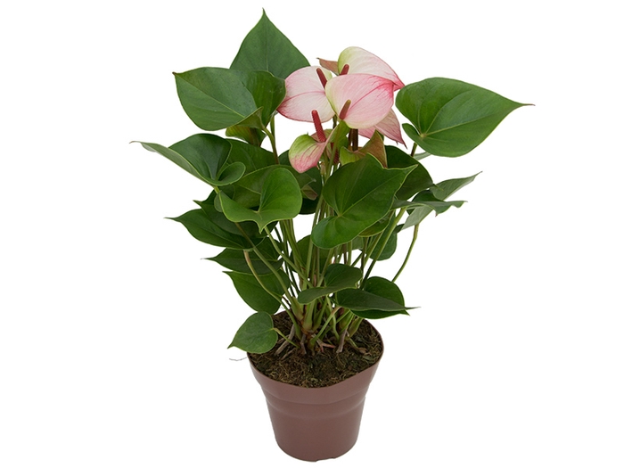 <h4>ANTHURIUM PRINCE AMALIA ELEGANCE P15</h4>