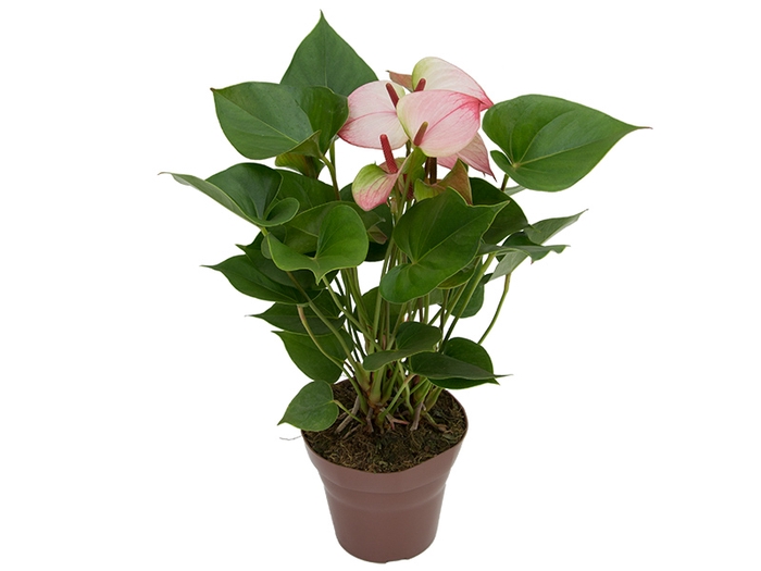 ANTHURIUM PRINCE AMALIA ELEGANCE P15