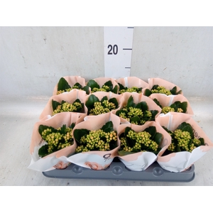 Kalanchoe  'RoseFlow Agnes'