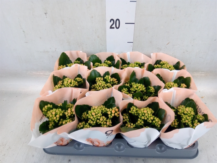 <h4>Kalanchoe  'RoseFlow Agnes'</h4>