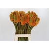 Kniphofia Eycone Peach