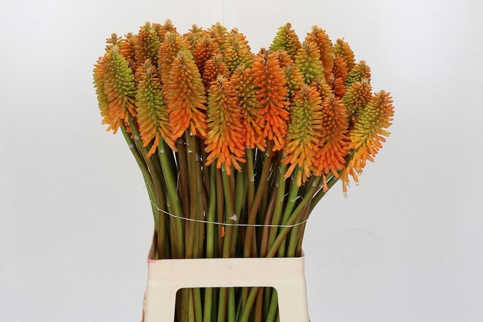 Kniphofia Eycone Peach