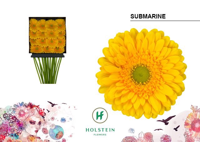 <h4>Gerbera Submarine Diamond per kaart</h4>
