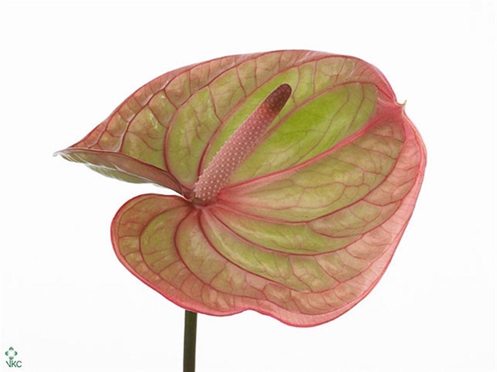 <h4>Anth A Marijke</h4>