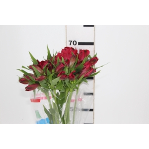 ALSTROEMERIA MARIAN 070 CM VERMELHO