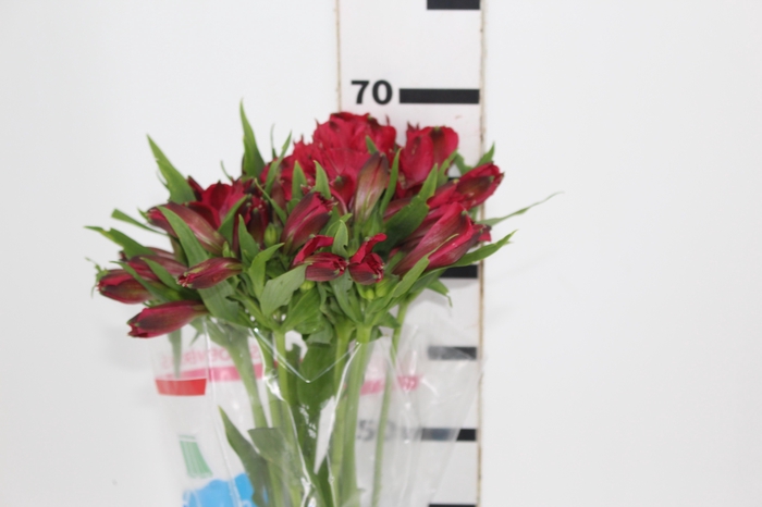 <h4>ALSTROEMERIA MARIAN 070 CM VERMELHO</h4>