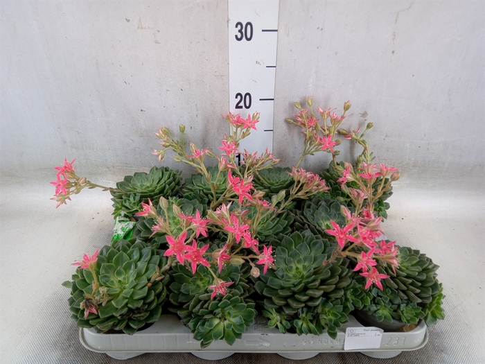 <h4>Graptopetalum tacitus</h4>