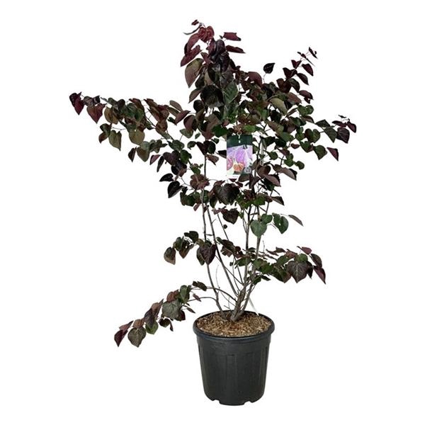 <h4>Cercis canadensis 'Forest Pansy'</h4>