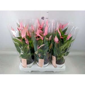 Anthurium andr. 'Lilli'