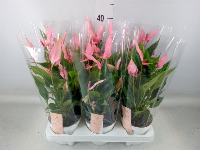 <h4>Anthurium andr. 'Lilli'</h4>