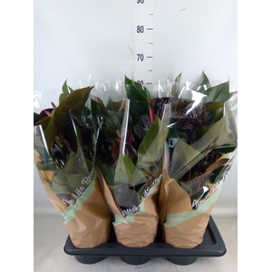 Anthurium andr. 'Beauty Black'