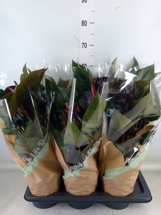 <h4>Anthurium andr. 'Beauty Black'</h4>