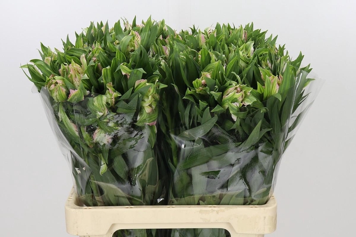 <h4>Alstroemeria Astronova Thabit</h4>